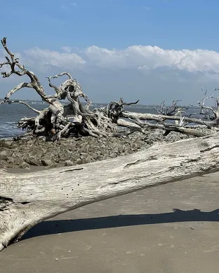 Driftwood Homer